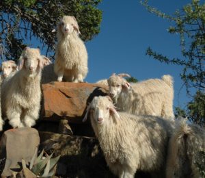 goats-1360857