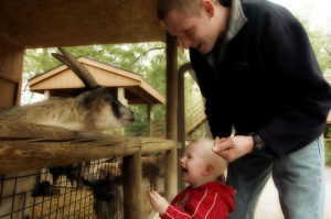 petting-zoo-1398807